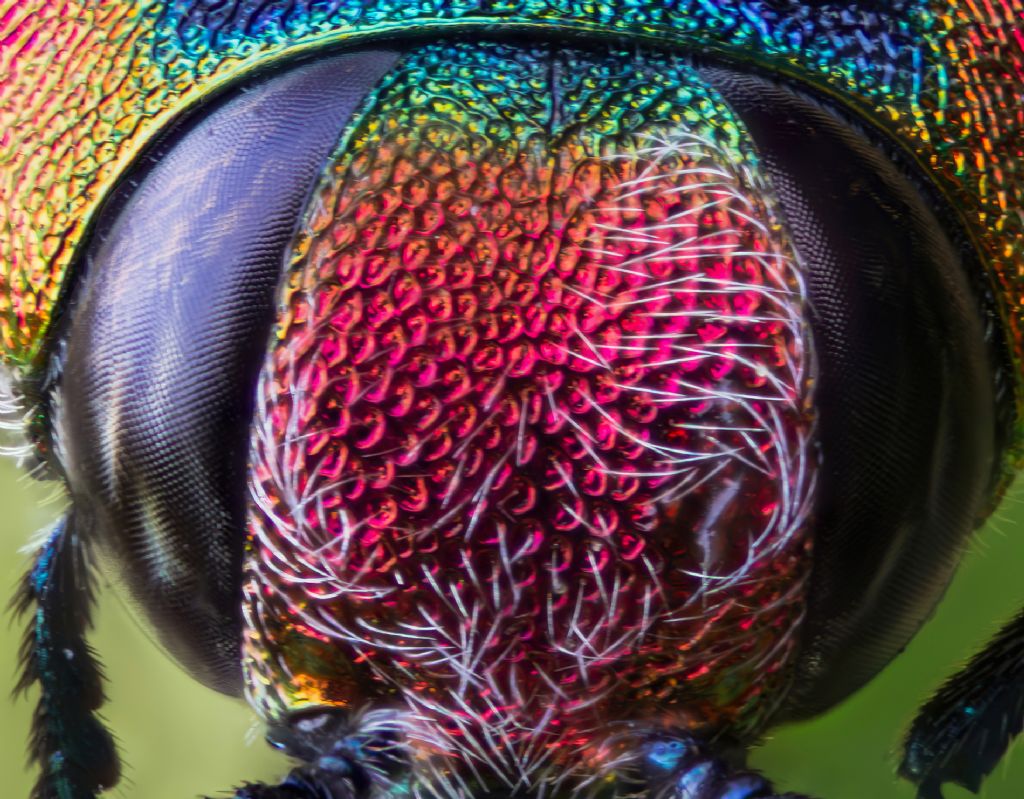 Buprestidae - femmina di Anthaxia hungarica